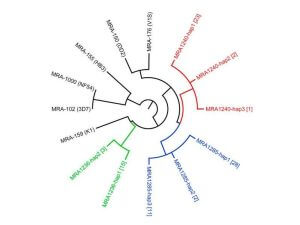 实验方案分享：多克隆疟原虫株系中特定单倍型药物反应表型的剖析