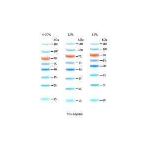 15-180KD Prestained Protein Ladder  D1011-A D1011-B