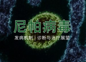 尼帕病毒综合评述：发病机制、诊断与治疗展望